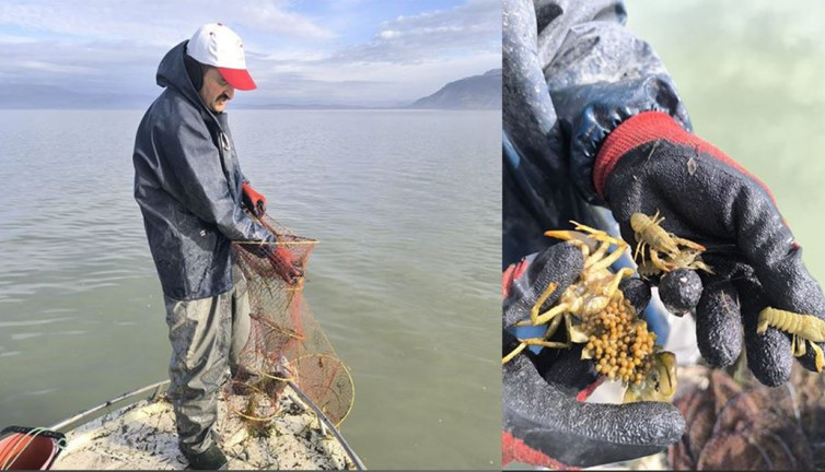 Eğirdir Gölü'nde 200 kaçak kerevit pinteri ele geçirildi