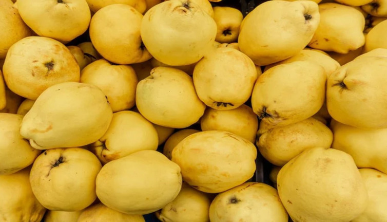 Ayva tüketmek akciğerlerinizi yenileyebilir mi? Uzmanlar açıklıyor