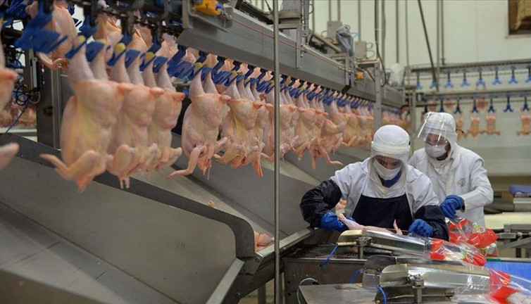 Tavuk fiyatlarını yüzde 30 düşürecek adım! Kasaplar harekete geçti