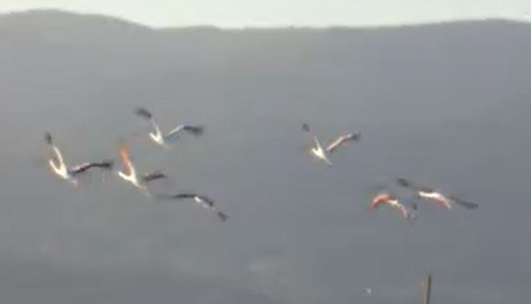 Flamingolar Balıkesir Burhaniye'yi mesken tuttu