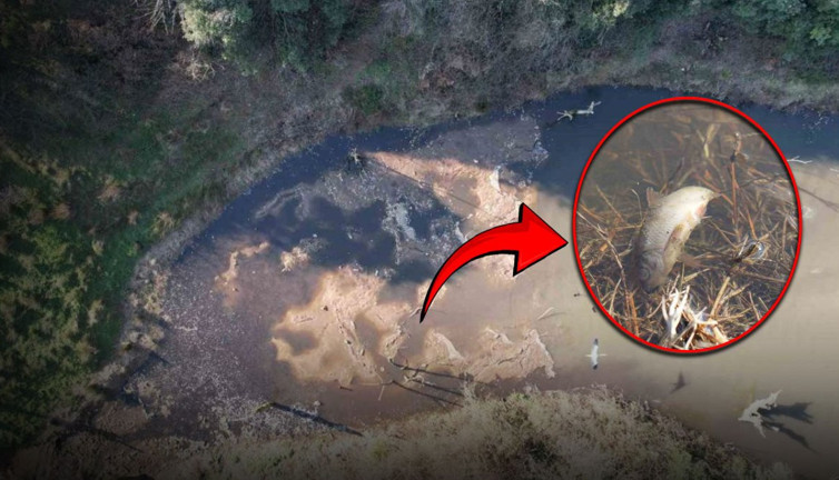 Eyüpsultan'da endişelendiren görüntü! Yüzlerce ölü balık kıyıya vurdu