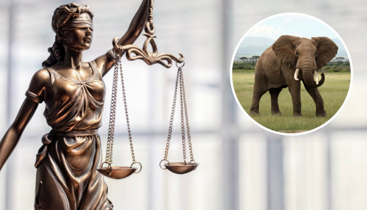 ABD Yüksek Mahkemesi kararını açıkladı: "Filler insan değildir"