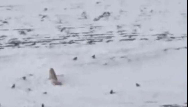 Diyadin’de aç kurtlar köpeği parçaladı: Sadece tasması kaldı