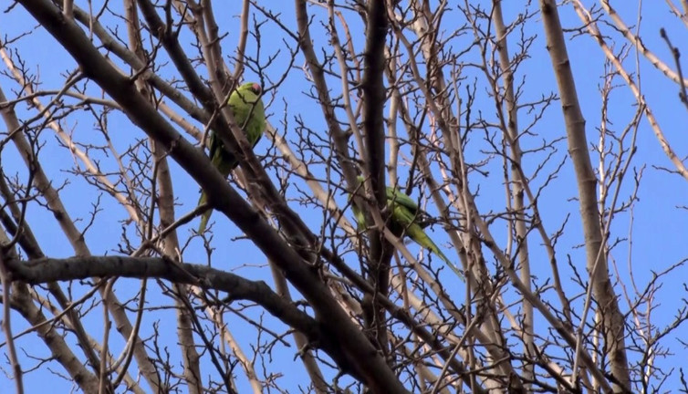 Büyükçekmece'de şaşkına çeviren görüntü! Papağanları görenler telefona sarıldı
