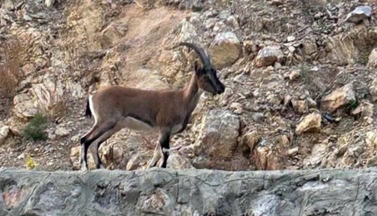 'Domates yıkadım' dedi, gerçek bambaşka çıktı! Yaban keçisi avcısının yalanı DNA analiziyle çürüdü: 661 bin lira ceza