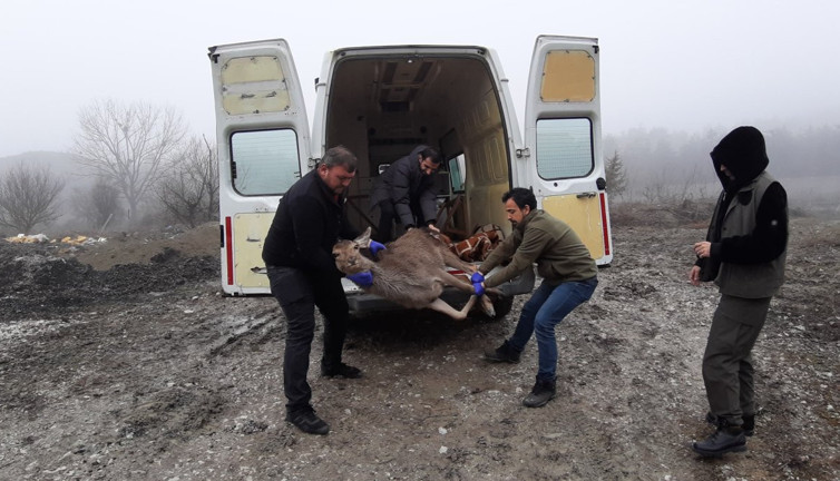 Yaralı karaca doğaya döndü