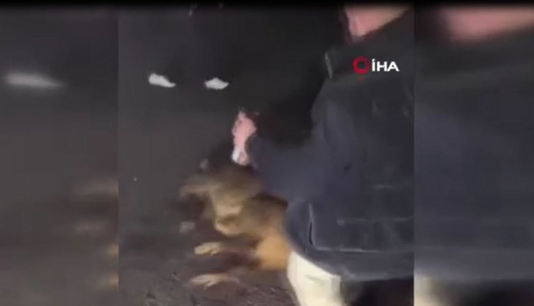 İçip içip domuza işkence yaptılar