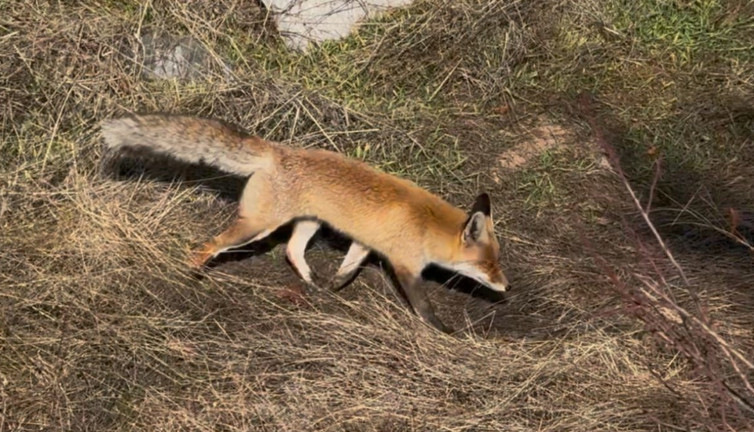 Aç kalan tilki şehirlere indi: O anlar kamerada