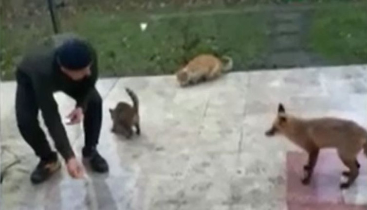 Tilki ve kedilerin yemek dostluğu