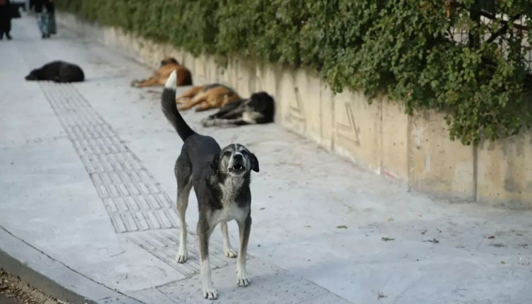 Sahipsiz köpekler saldırmıştı! Hamile kadın, bebeğini kaybetme tehlikesi yaşıyor