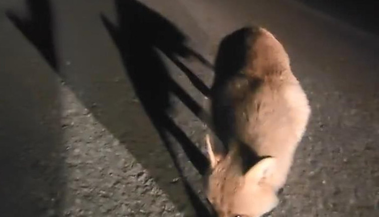 Aç tilkiyi salamla besledi