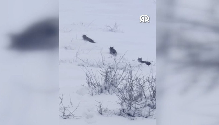 Vaşak ailesi kameralara yakalandı