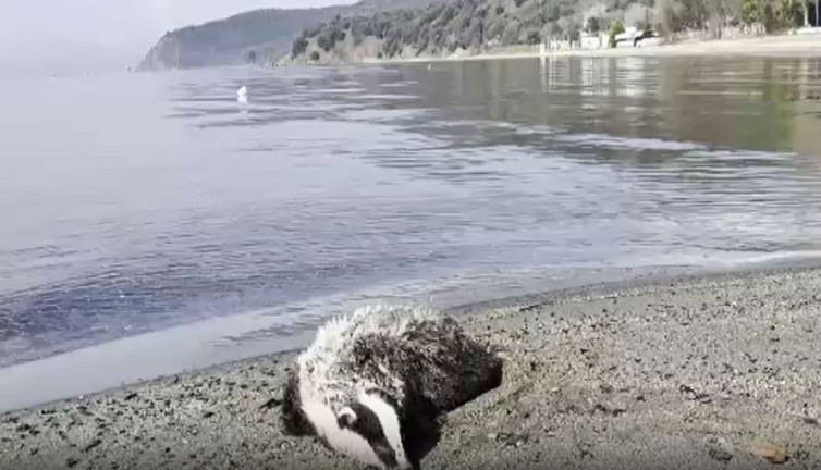 Balıkesir Erdek sahiline 2 porsuk ölüsü vurdu!