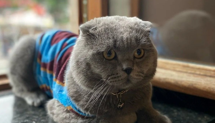 O bir minik Trabzonspor fenomeni... Bu çağrıya kulak verin Tom ne zaman stada girecek?