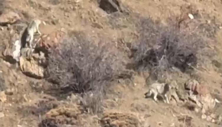 İnsan gören kurtlardan taktikli kaçış