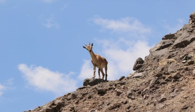 Koruma altındaki bu hayvanı avlayan yandı: 661 bin 883 bin TL cezası var
