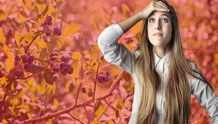 Unutkanlık hastalıklarına savaş açan 3 besin! Beyni genç tutuyorlar