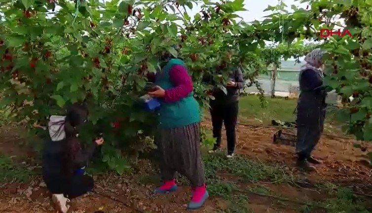 Türkler tadına zor bakıyor Dubaililer hapur hupur yiyor. Kansere duvar örüyor kabızlığı bitiriyor