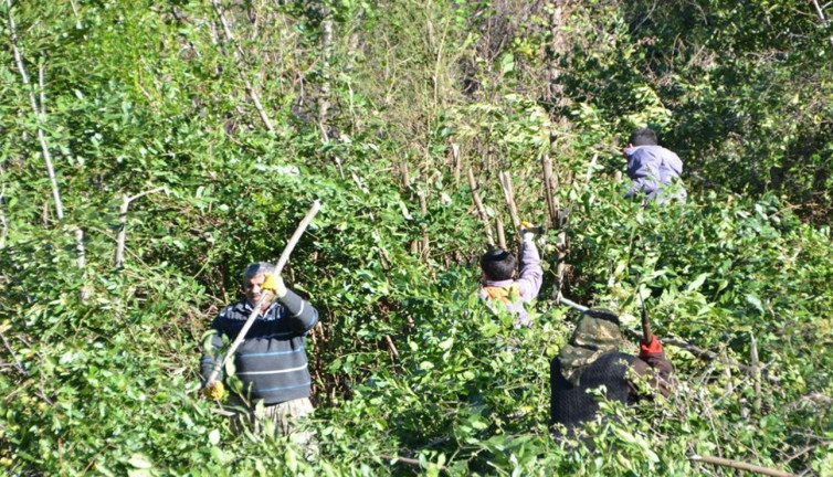 Köylü ormandan topluyor paraya para demiyor. Kendiliğinden yetişiyor