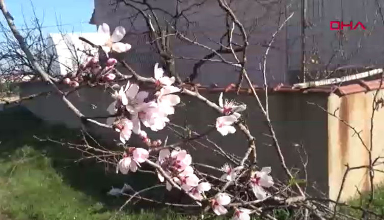 Edirne'de 'yalancı bahar'a aldanan meyve ağaçları çiçek açtı