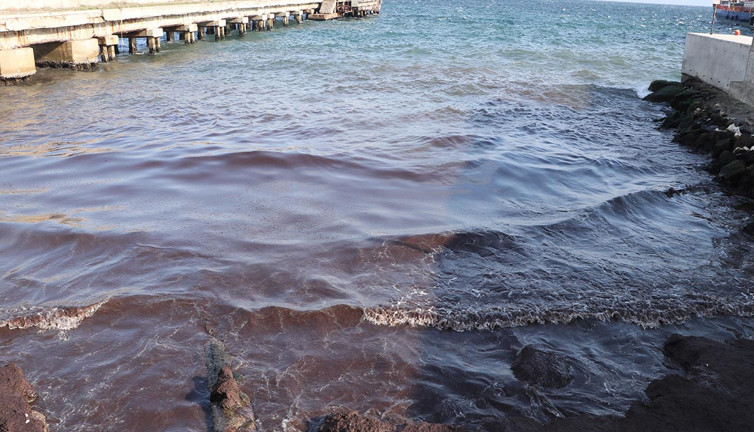 Tekirdağ'ın sahilini kırmızı yosun kapladı