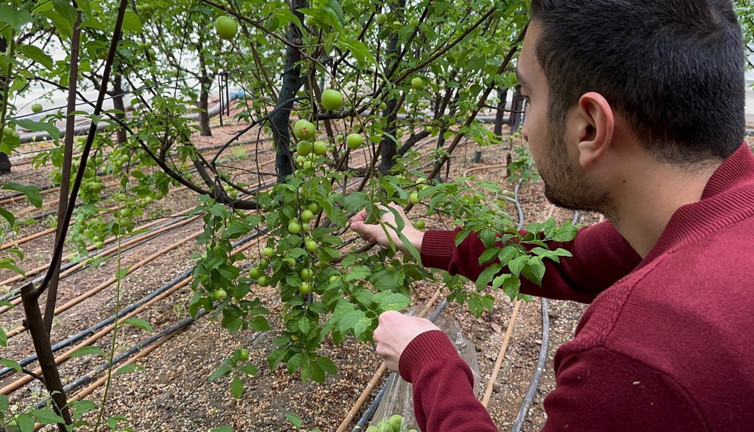İlk hasat yapıldı, tadına bakmak cesaret ister! Eriğin fiyatını duyanın aklı şaştı!