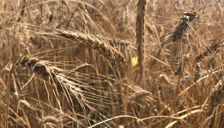 Tahıl krizi büyüyor!