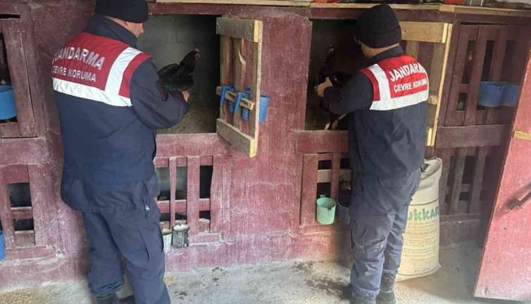 Uzundere’nde horoz dövüştürenlere jandarma operasyonu