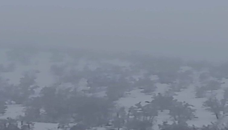 Aç kalan domuzlar mahalleye indi