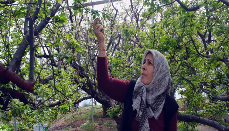 İlk hasat yapıldı, İstanbul'a gidiyor! Kilosu 8 bin liraya alıcı buldu
