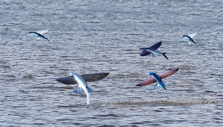 Akdeniz'in kanatlı mucizesinin ilginç dünyası