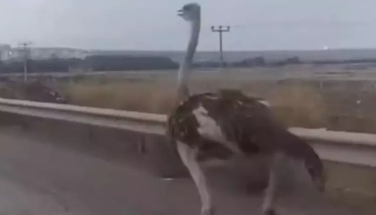 Bahçeden deve kuşu, 3 gün sonra bulundu