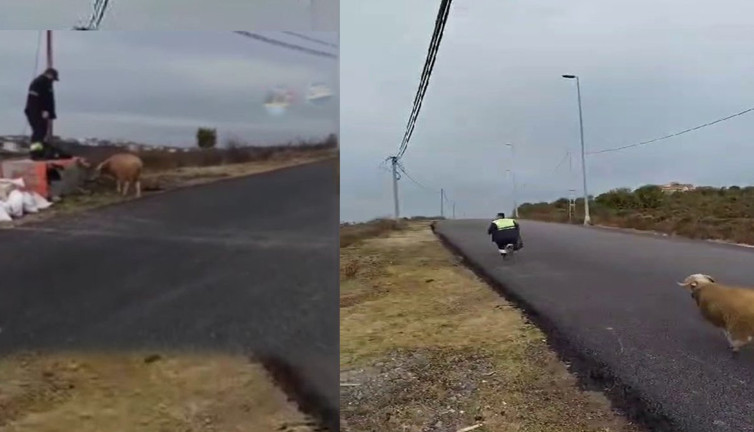 Azgın koç İstanbul'da önüne katıp kovaladı! İzleyenler kahkahaya boğuldu