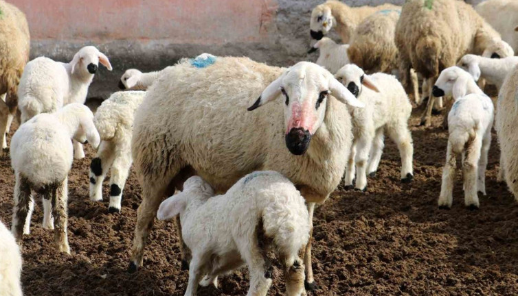 Koyun ve kuzuların coşkulu buluşması yürekleri ısıttı