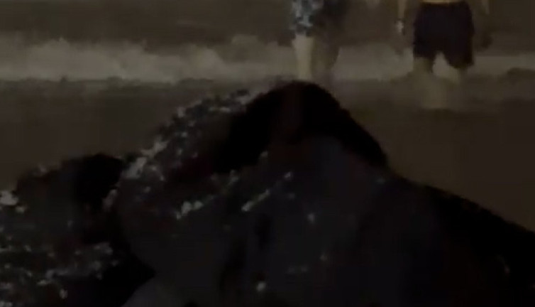 Samsun'da renkli görüntüler... Karlı havada denize girdiler