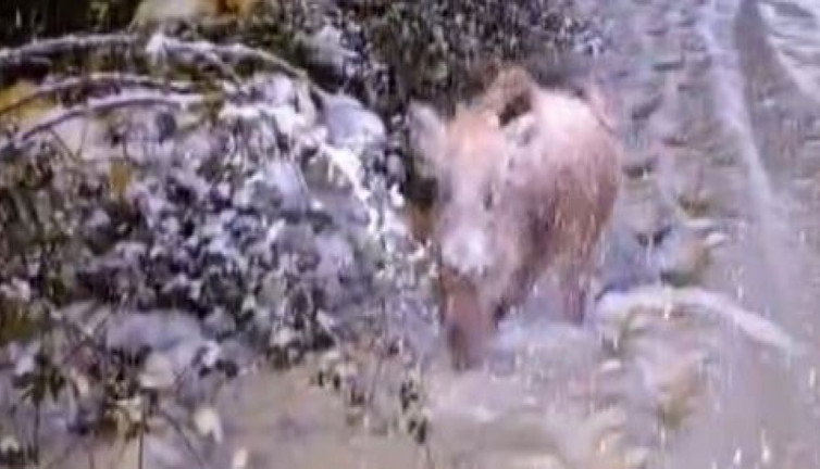 Köpek gibi domuz çağırdı