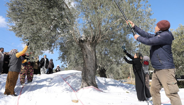 Edremit'te zeytin hasadı 'Meci geleneği' ile son buldu