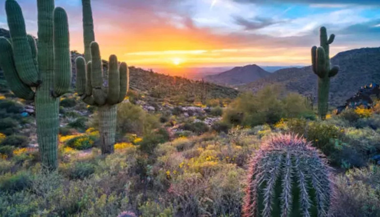 O bitki gıda krizine çözüm olabilir mi? Uzmanlar ve bilim bakın ne diyor
