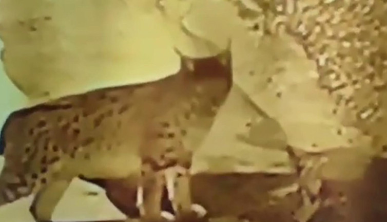 Aç vaşaklar köye indi