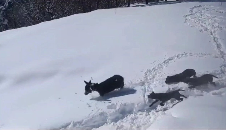 Sıpanın kar keyfi kameraya takıldı! Ahıra girmek istemedi