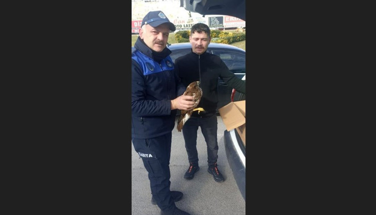 Martılar saldırdı, doğanı zabıtanın dikkati kurtardı