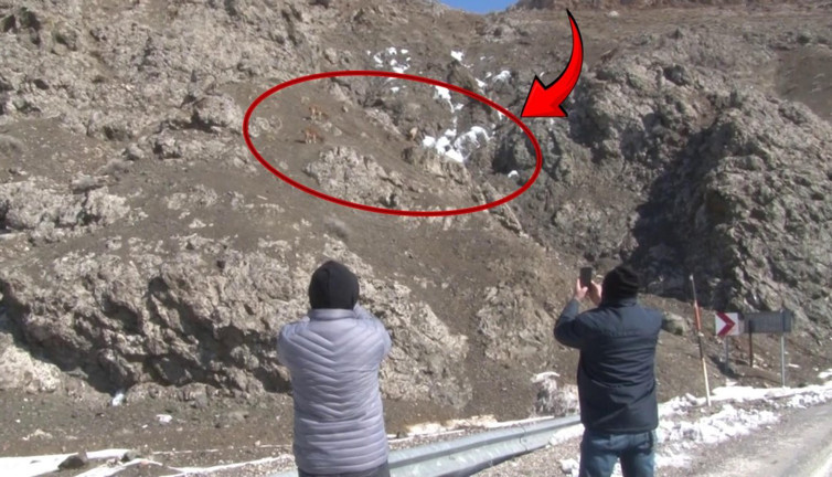 Yaban keçileri yol kenarına indi, herkes telefonlara sarıldı