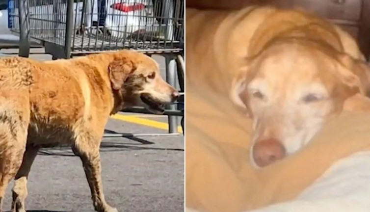 Hayırsever kadın terk edilmiş köpeği hayata döndürdü