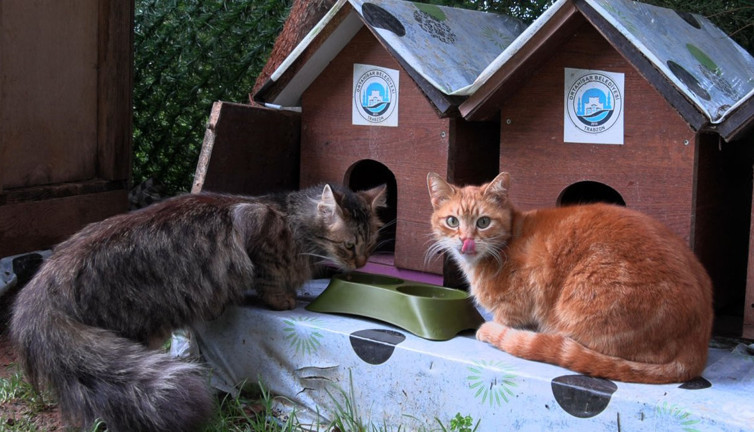 ‘Kedi Köyü’ güzelliğiyle büyüledi
