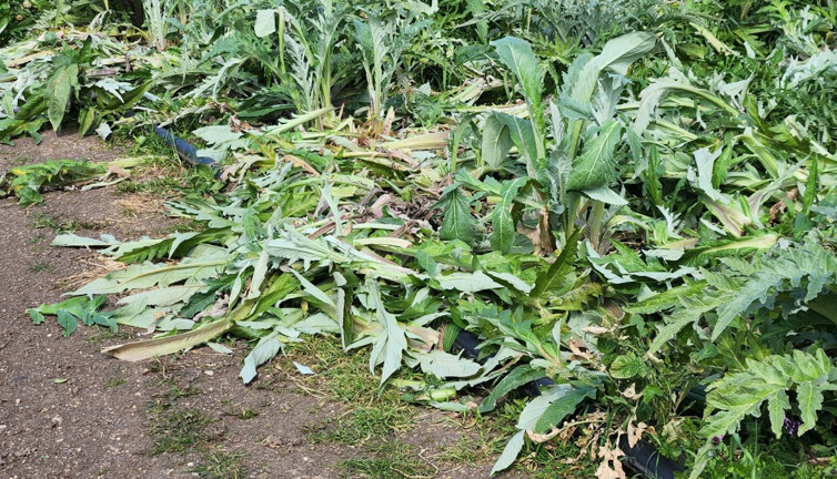 Urla'nın meşhur sakız enginarına 'don' darbesi!