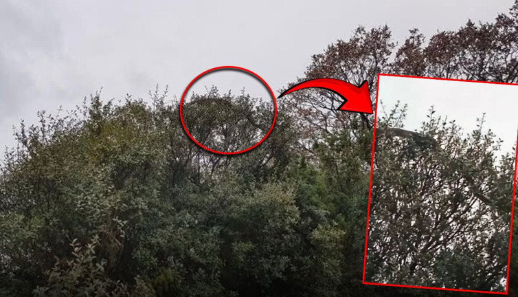 Çanakkale’de dev yılan şoke etti! Tam 8 metre...