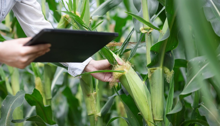 Siber tarım devrimi! Tarımda yeni dönem