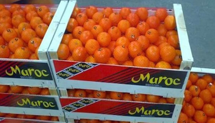 Fas, Japonya'ya ilk narenciye ihracatını gerçekleştirdi