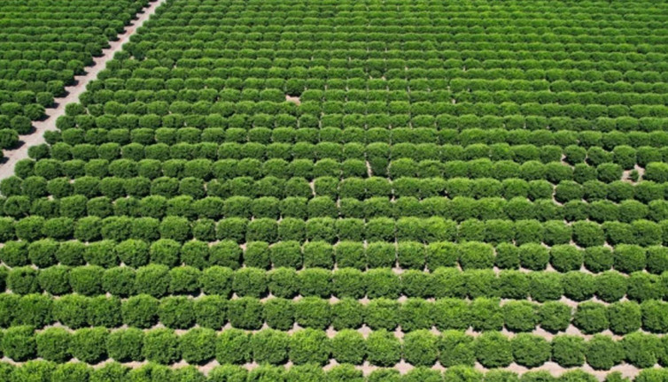 Tonlarcası Dubai kapısından döndü! Yasaklı madde bulundu