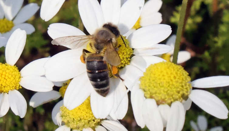 Baharın müjdecisi son cemre düştü mü?